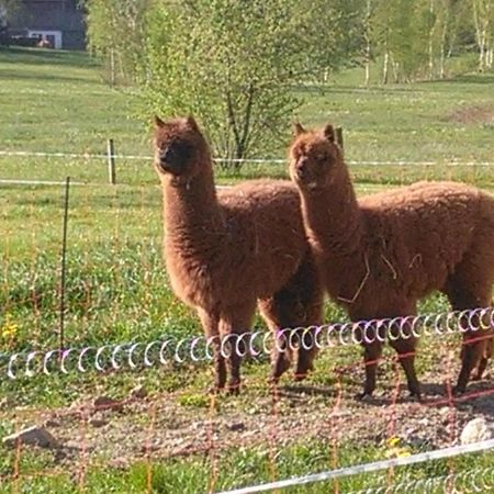 Familie Meimer Hofing エクステリア 写真