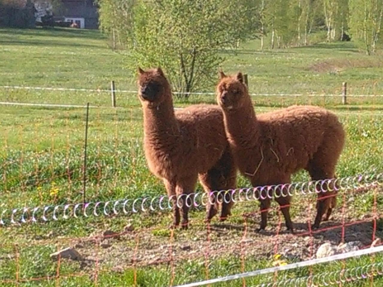Familie Meimer Hofing エクステリア 写真